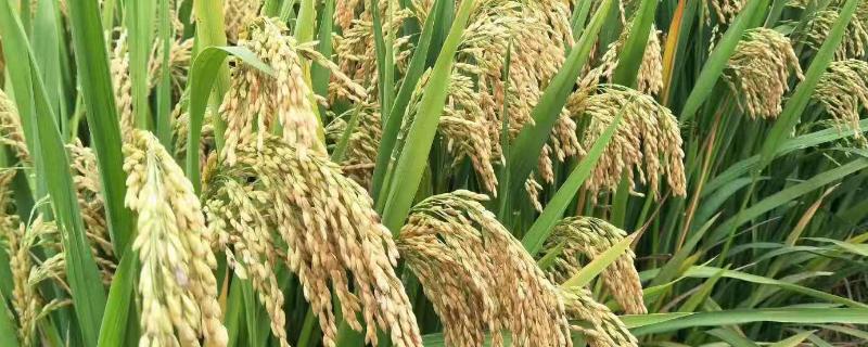 兴两优3089水稻品种的特性，注意防治白叶枯病