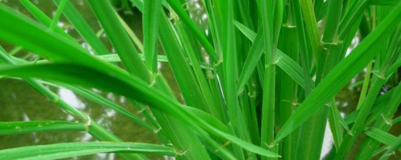 隆优丝苗水稻种简介，早造全生育期125～127天