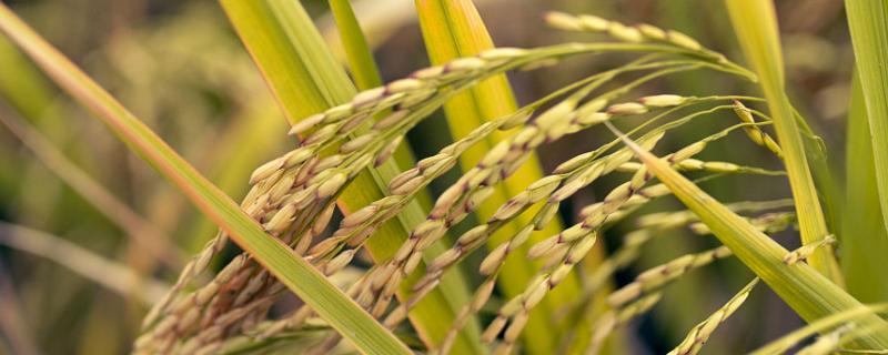 凤枣丝苗2号水稻种子特征特性，注意防治白叶枯病