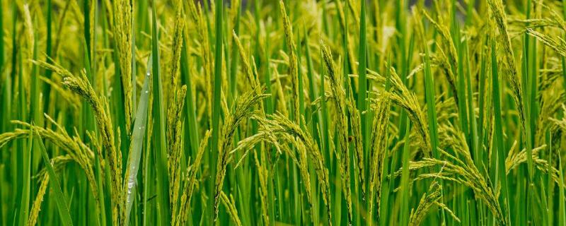 隆优1212水稻品种的特性，早造全生育期125～128天