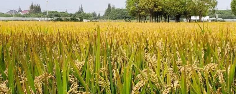 清香优039水稻种简介，感温籼型三系杂交水稻品种