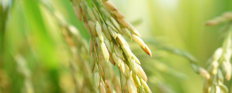 广8优兆香丝苗水稻种子特点，每亩施纯氮12千克左右