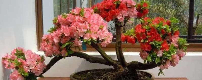杜鹃花夏季枯萎怎么办，需养在通风明亮处并做好浇水工作