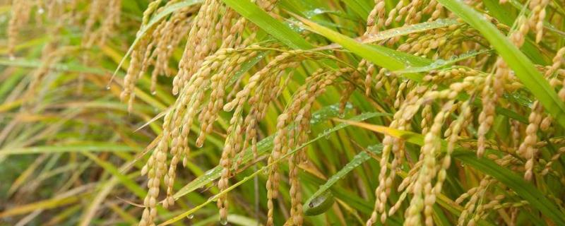 深两优332水稻种子介绍，稻瘟病区种植要注意防治稻瘟病