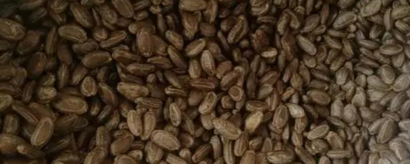 吊瓜种子怎么挑选，要选择饱满圆润稍有些光泽的