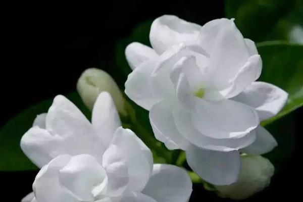 夏天茉莉花怎么养，一定要结合具体情况决定浇水量
