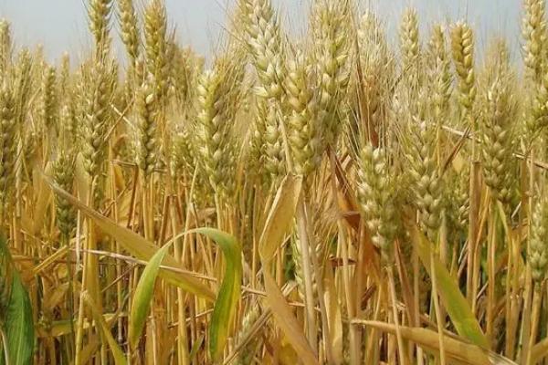 泰科黑麦1号小麦种简介，每亩基本苗15万左右
