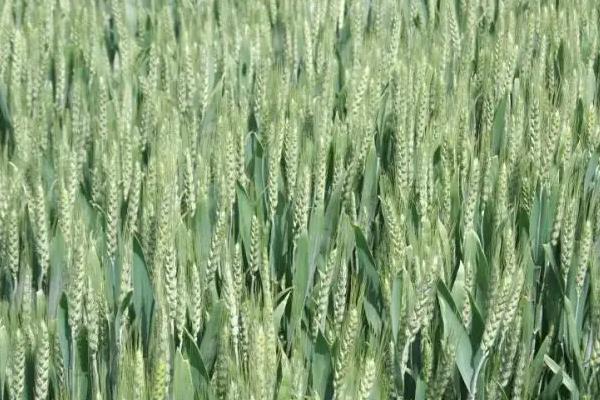 泰科黑麦1号小麦种简介，每亩基本苗15万左右