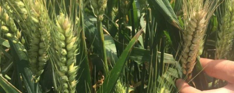 圣麦918小麦种子介绍，适宜播期10月5～15日