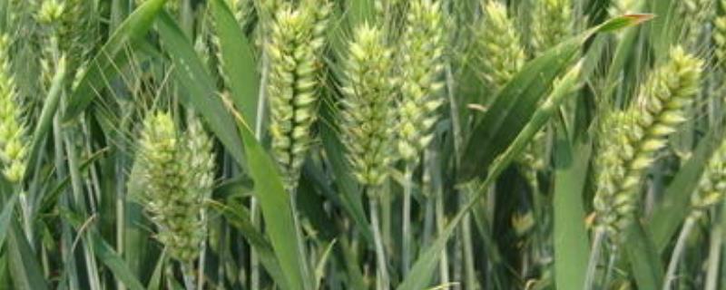 鑫麦807小麦种子特征特性，适宜播期10月5～20日