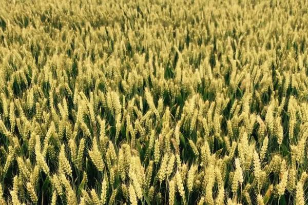 清照17小麦种子特征特性，中抗白粉病