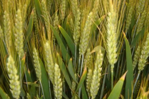 清照17小麦种子特征特性，中抗白粉病