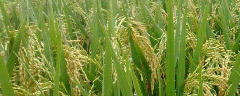 润农303水稻种简介，适宜密度每亩20000穴左右