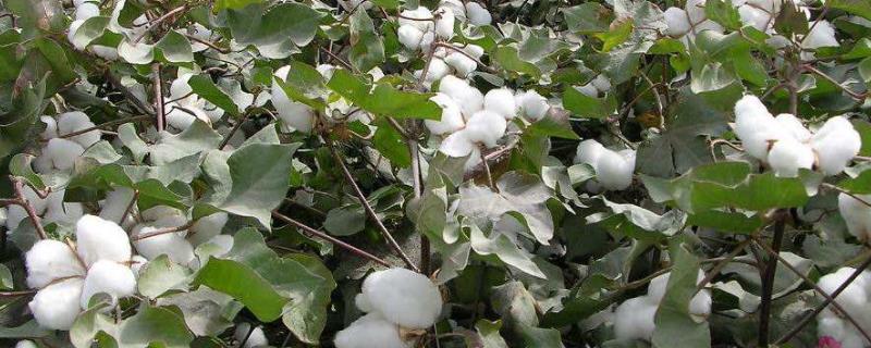 冈86棉花种子介绍，及时防治虫害