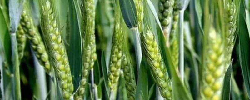 农大2018小麦种子特征特性，适宜播种期10月上中旬