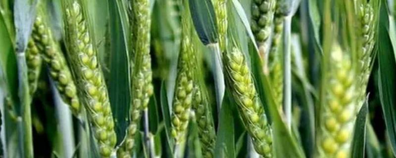 农大2018小麦种子特征特性，适宜播种期10月上中旬