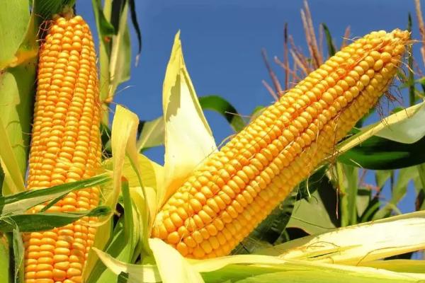 正大3665玉米品种的特性，单作每亩种植3000株左右