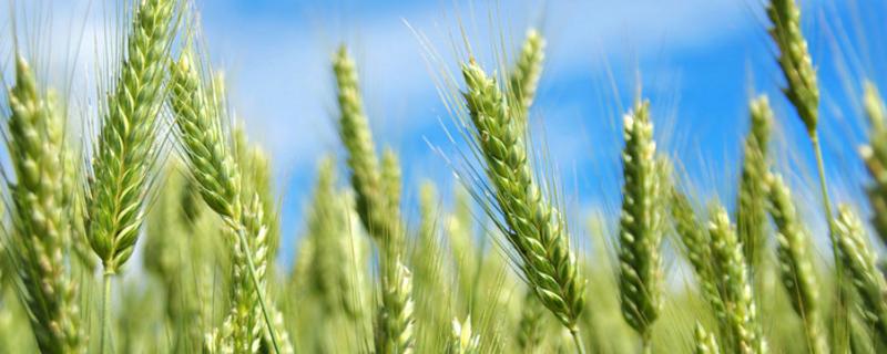 金展638小麦种子特征特性，每亩适宜基本苗16～18万