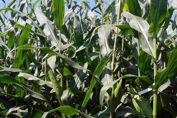 福玉178玉米种子简介，单作每亩种植3500株左右