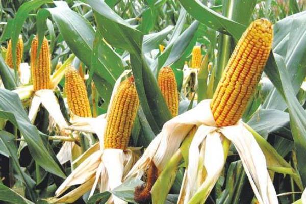 正大3665玉米品种的特性，单作每亩种植3000株左右