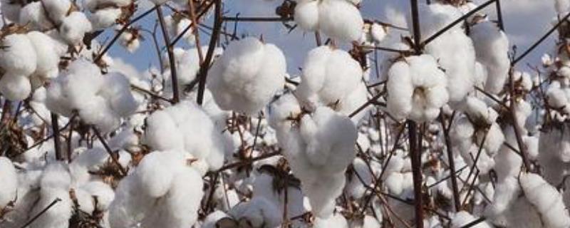 华杂棉H329棉花种子简介，防治虫害