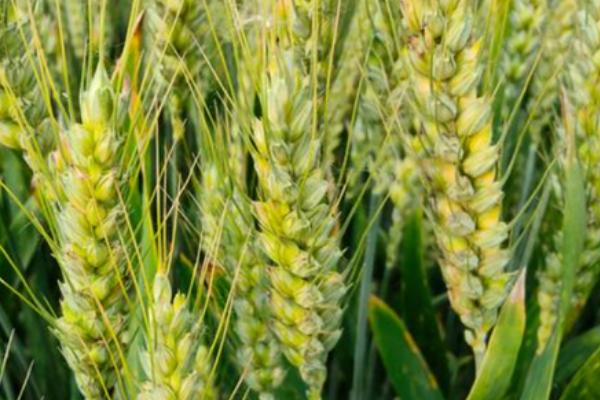 华麦1309小麦种子特征特性，亩播种量10～13公斤
