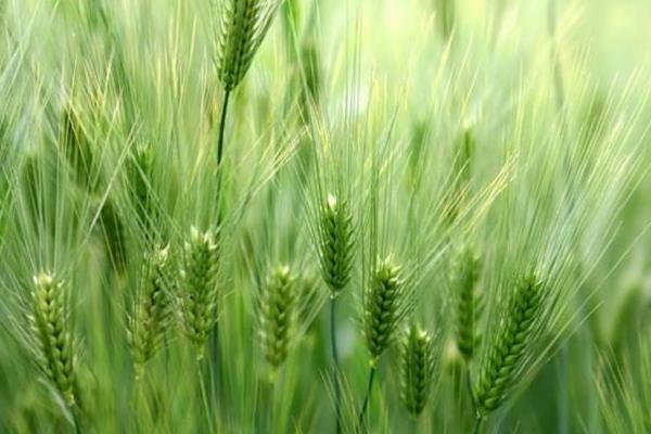 金宛999小麦种子特点，亩播种量9～10公斤