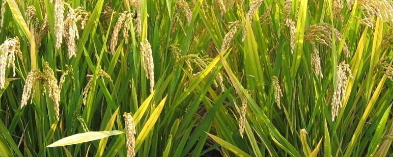 恩1S水稻品种简介，在恩施4月上旬播种