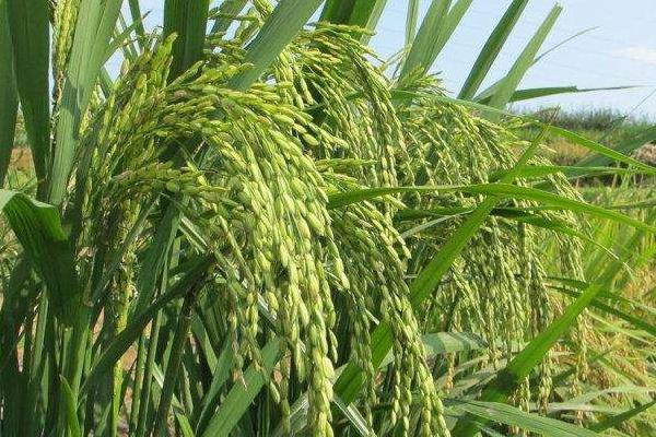 C两优300水稻品种的特性，全生育期134.6天