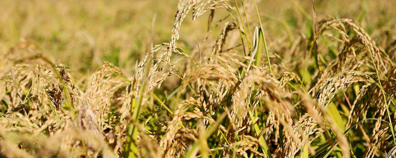 甬优6711水稻种简介，5月上中旬播种