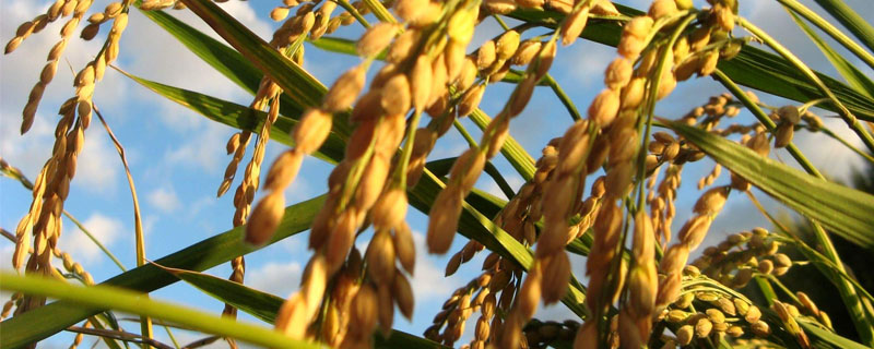 沪优549水稻品种的特性，播种前宜用咪鲜胺浸种