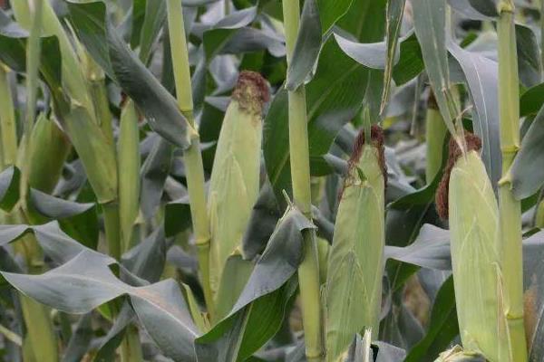 沣甜糯1号玉米品种简介，每亩种植3000-3200株
