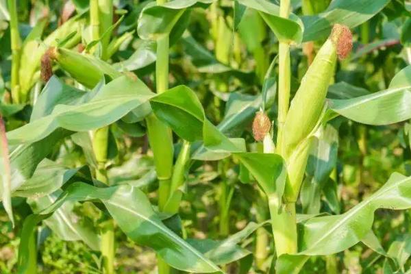 沣甜糯1号玉米品种简介，每亩种植3000-3200株