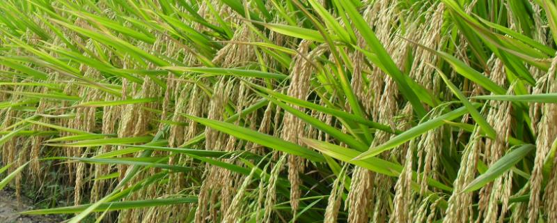 襄优5327水稻种简介，重点防治纹枯病