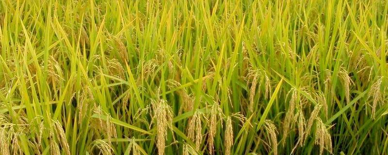 深优1234水稻种子特征特性，秧田亩播种量10千克