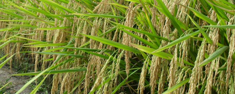 福两优华占水稻种子特征特性，籼型两系杂交晚稻中熟品种