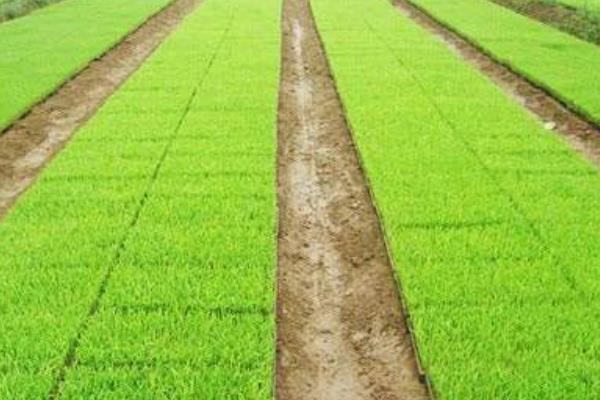 甬优4953水稻品种简介，秧田亩播种量10千克
