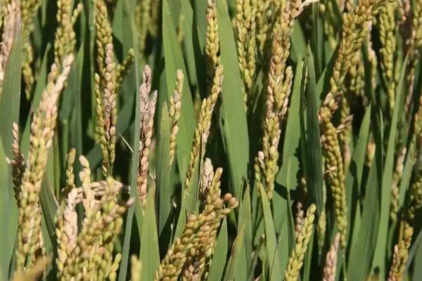 泰优553水稻品种的特性，6月中下旬播种