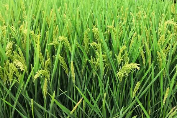 福两优534水稻种子介绍，籼型两系杂交晚稻中熟品种