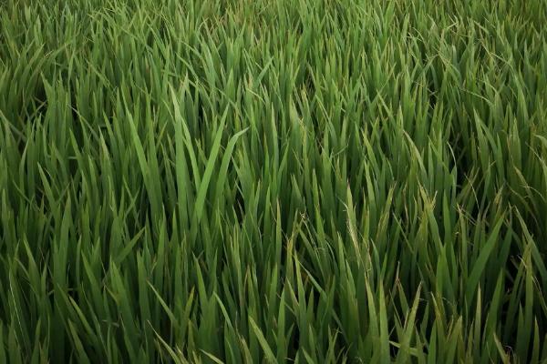 泰丰优2213水稻品种的特性，全生育期112.1天
