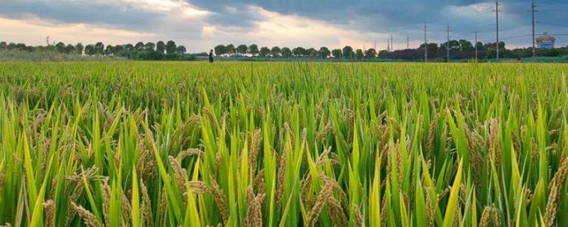 盛泰优626水稻品种简介，6月中下旬播种