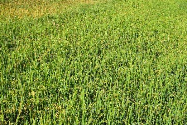 中两优018水稻种简介，秧田亩播种量10千克