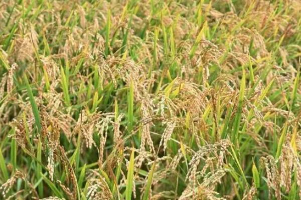 中两优018水稻种简介，秧田亩播种量10千克