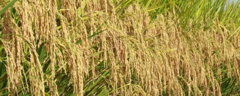 C两优419水稻种子介绍，4月中下旬播种