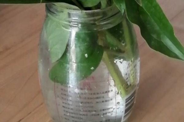 芍药花的水养方法，需要选择生长粗壮、未遭受病虫害的健康枝条