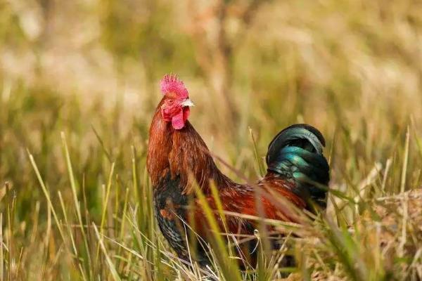 综合治理蝗虫的技术，可农业防治、生物防治和化学防治