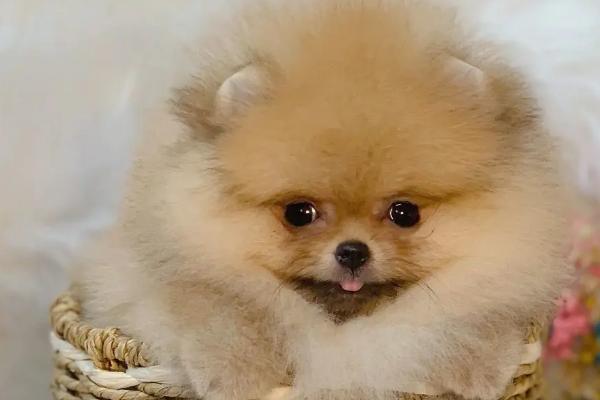 哈多利系博美犬的价格，价格在几千元至几万元不等