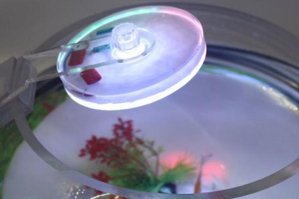 鱼缸里的灯有什么作用，可以让鱼更快成长且更好发色