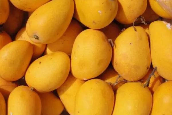 如何辨别芒果是否成熟，可以看果肉、果皮、果蒂来辨别