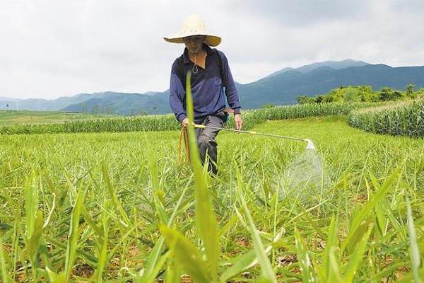 生姜的常见病害与防治方法，常见的有软腐病、腐烂病等